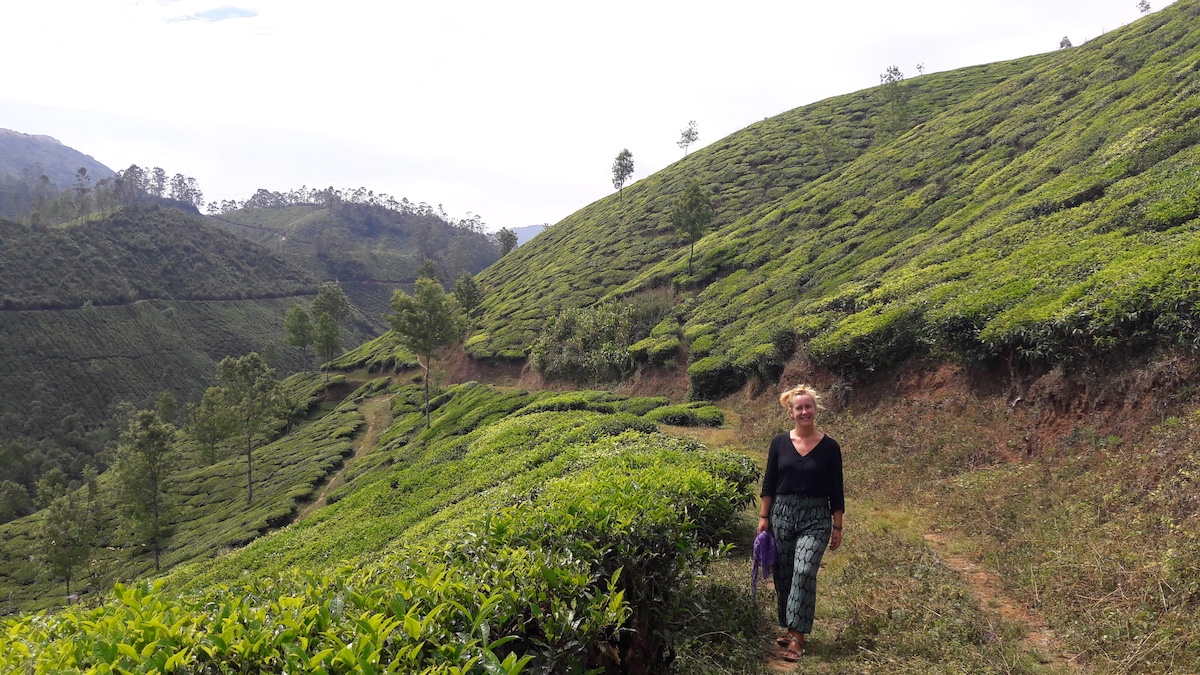 80P1VM/78: Munnar, epicentro del té indio