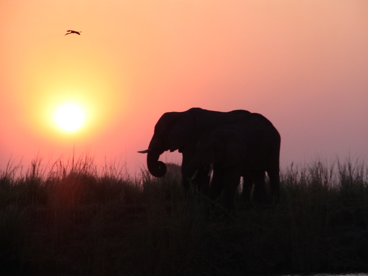 Big 5 + 3 en Sudáfrica