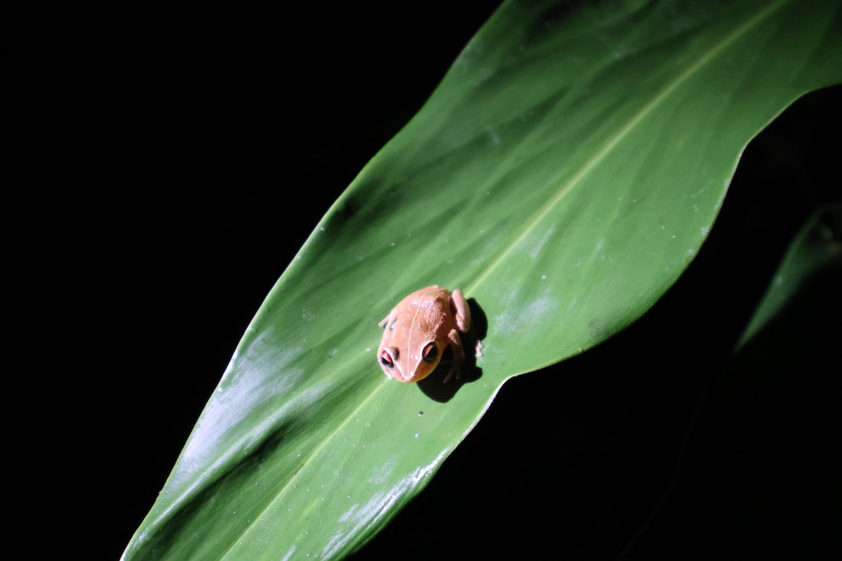 Bosque lluvioso de El Yunque National Forrest